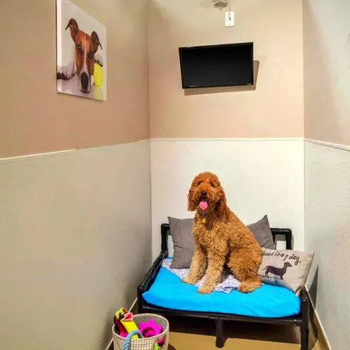 Dog in small room with TV and toys